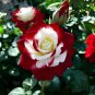 New 'Zampa' Dust Rose Bi-Color Bonsai Flowers 50 PCS Seeds