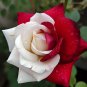 New 'Zampa' Dust Rose Bi-Color Bonsai Flowers 50 PCS Seeds