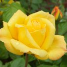 New Yellow Rose Bush Perennial Flower 50 PCS Seeds
