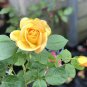 New Yellow Rose Bush Perennial Flower 50 PCS Seeds