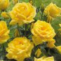 New Yellow Rose Bush Perennial Flower 50 PCS Seeds