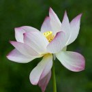 New Wild White Red Lotus Flower 1 PCS Seeds New Wild White Red Lotus Flower 1 PCS Seeds
