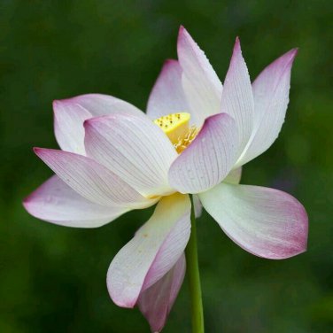 New Wild White Red Lotus Flower 1 PCS Seeds