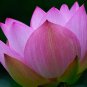 New Wild White Red Lotus Flower 1 PCS Seeds