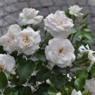 New White Rose Shrub Flower 50 PCS Seeds New White Rose Shrub Flower 50 PCS Seeds