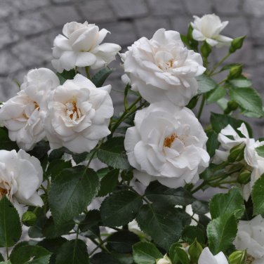 New White Rose Shrub Flower 50 PCS Seeds