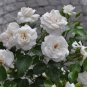 New White Rose Shrub Flower 50 PCS Seeds