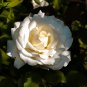 New White Rose Shrub Flower 50 PCS Seeds