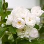 New White Rose Shrub Flower 50 PCS Seeds