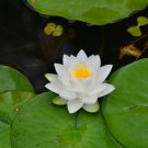 New White Purple Nelumbo Nucifera Lotus Flower 1 PCS Seeds