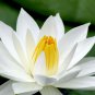 New White Purple Nelumbo Nucifera Lotus Flower 1 PCS Seeds