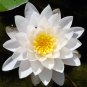 New White Purple Nelumbo Nucifera Lotus Flower 1 PCS Seeds