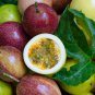 New Passiflora Edulis Passion Fruit 30 PCS Seeds