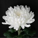 New White Chrysanthemum Potmum with Red Edge Flower 20 PCS Seeds