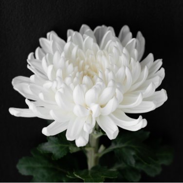 New White Chrysanthemum Potmum with Red Edge Flower 20 PCS Seeds