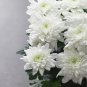 New White Chrysanthemum Potmum with Red Edge Flower 20 PCS Seeds