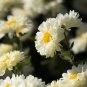 New White Chrysanthemum Potmum with Red Edge Flower 20 PCS Seeds