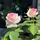 New 'Moonstone' Hydrid White Pink Rose Bonsai Flowers 50 PCS Seeds New 'Moonstone' Hydrid White Pink Rose Bonsai Flowers 50 PCS Seeds