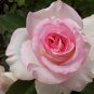 New 'Moonstone' Hydrid White Pink Rose Bonsai Flowers 50 PCS Seeds