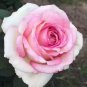 New 'Moonstone' Hydrid White Pink Rose Bonsai Flowers 50 PCS Seeds