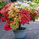 New Mix color Bougainvillea Santa Rita Bonsai Flowers 50 PCS Seeds