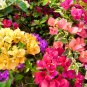 New Mix color Bougainvillea Santa Rita Bonsai Flowers 50 PCS Seeds