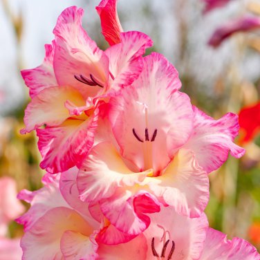 New Variety Pink White Gladious Sword Lily Perennial 50 PCS Seeds