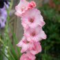 New Variety Pink White Gladious Sword Lily Perennial 50 PCS Seeds