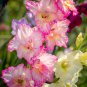 New Variety Pink White Gladious Sword Lily Perennial 50 PCS Seeds