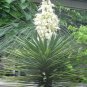 Yucca Valida Datillo Yucca Garden Plants 5 PCS Seeds