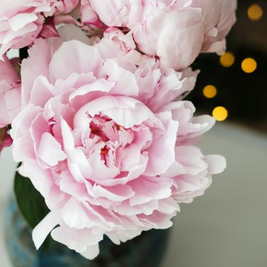 New Variety Multi-petalled Light Pink Tree Peony Flower 5 PCS Seeds