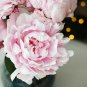 New Variety Multi-petalled Light Pink Tree Peony Flower 5 PCS Seeds