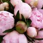 New Variety Multi-petalled Light Pink Tree Peony Flower 5 PCS Seeds
