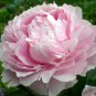 New Variety Multi-petalled Light Pink Tree Peony Flower 5 PCS Seeds