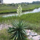 Yucca Schidigera Mojave Yucca Garden Plants 5 PCS Seeds Yucca Schidigera Mojave Yucca Garden Plants 5 PCS Seeds