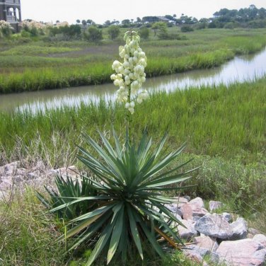 Yucca Schidigera Mojave Yucca Garden Plants 5 PCS Seeds
