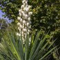 Yucca Schidigera Mojave Yucca Garden Plants 5 PCS Seeds