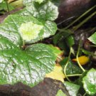 Youth On Age Tolmiea Thousand Mothers Menziesii Flower 40 PCS Seeds Youth On Age Tolmiea Thousand Mothers Menziesii Flower 40 PCS Seeds