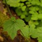 Youth On Age Tolmiea Thousand Mothers Menziesii Flower 40 PCS Seeds