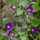 New Star of Yelta Morning Glory Flower 50 PCS Seeds