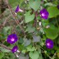 New Star of Yelta Morning Glory Flower 50 PCS Seeds