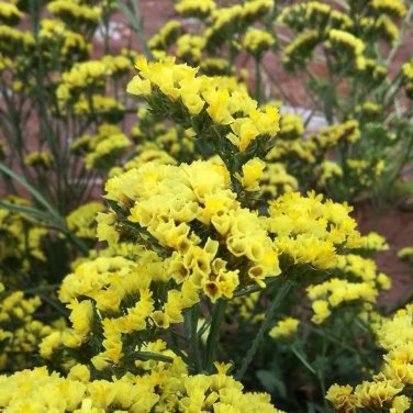 Yellow Sea Lavender 100 PCS Seeds