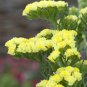 Yellow Sea Lavender 100 PCS Seeds