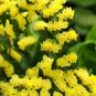 Yellow Sea Lavender 100 PCS Seeds
