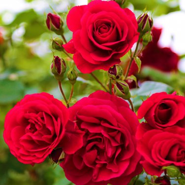 New Red Rose with Light Pink Strip Chinese Rose Shrub Flower 50 PCS Seeds