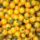 'Yellow Saint' Cherry Tomatoes 200 PCS Seeds 'Yellow Saint' Cherry Tomatoes 200 PCS Seeds