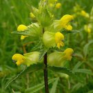 Yellow Rattle Rhinanthus Minor Plant 25 PCS Seeds