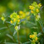 Yellow Rattle Rhinanthus Minor Plant 25 PCS Seeds
