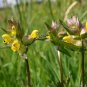 Yellow Rattle Rhinanthus Minor Plant 25 PCS Seeds