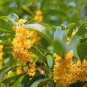 Yellow Osmanthus Fragrans 20 PCS Seeds